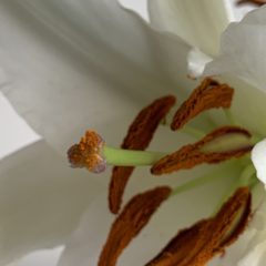 受粉後は早く枯れる？ ウソ or ホント