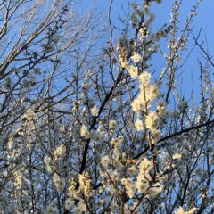 〈紅梅・白梅〉そうなんだ！