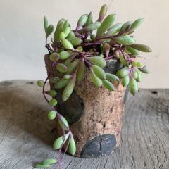 ルビーネックレス