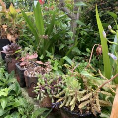 多肉植物の植え替え