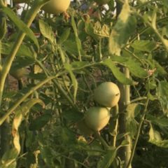 初めての畑作り