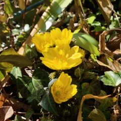 いつの間にか・・・