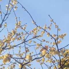 寒さに寄り添うロウバイの香