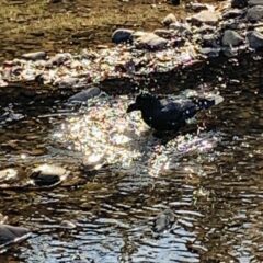 カラスの水浴び